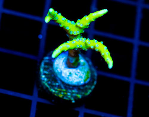 BR GREEN GOBLIN ANACROPORA