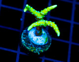 BR GREEN GOBLIN ANACROPORA