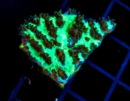 JF HIGHLIGHTER GREEN HYDNO