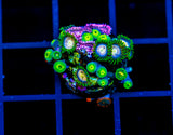 JF LAZER LEMONS ZOAS COMBO