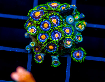 ASS MONKEYS ZOAS