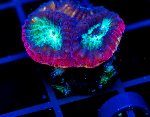 JF PSYCHO RAINBOW RIM FAVIA