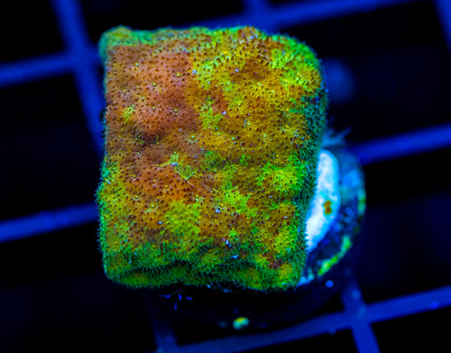 JF SUNSPOT PSAMMOCORA