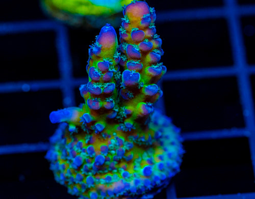 JF PURPLE FOREST ACRO
