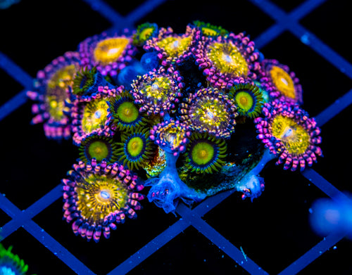 JF SUNFLOWER ZOAS COMBO