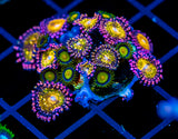 JF SUNFLOWER ZOAS COMBO