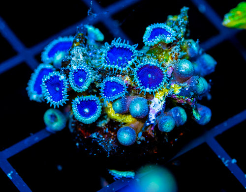 JF DEEP BLUE PALYS