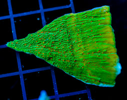 JF VOLCANIC ERUPTION MONTI 2"