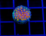 JF PARTY CRASHER CYPHASTREA