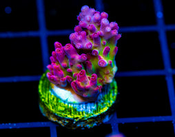 JF FRANKIES NEOPHOBIA ACRO