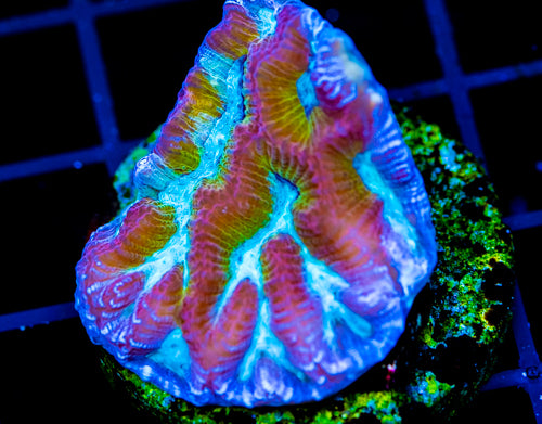 JF NUCLEAR SPILL MAZE BRAIN