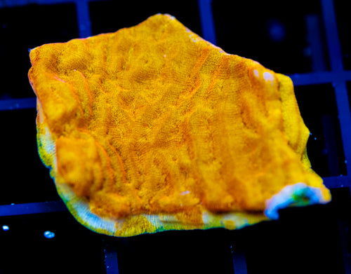 JF BLINDING ORANGE LEPTO XL FRAG