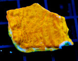 JF BLINDING ORANGE LEPTO XL FRAG