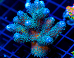 JF AUTUMN BLAZE ACRO COLONY