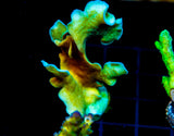 JF JUNGLE GYM BRANCHING LEPTO XL FRAG