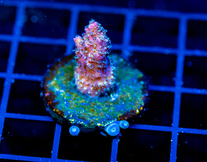 HUGOS RAINBOW STAG