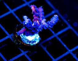 JF GRAPE JUICE ACRO