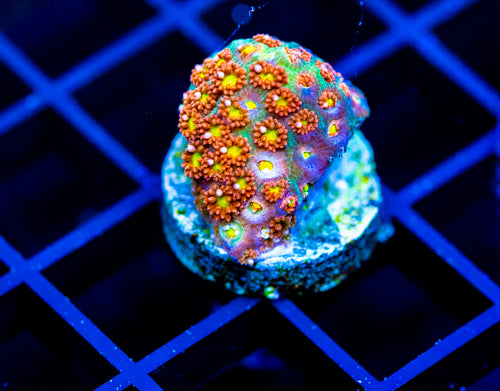 JF KALEIDOSCOPE GONI