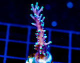 JF KAMIKAZE ACRO