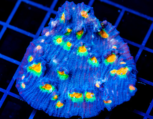 JF AFTER SHOCK CHALICE 2 INCH COLONY