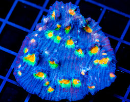 JF AFTER SHOCK CHALICE 2 INCH COLONY