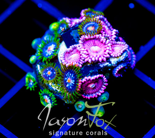 JF STARGAZERS ZOAS COMBO