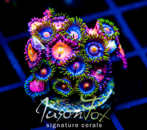 JF BIG BANG ZOA COMBO