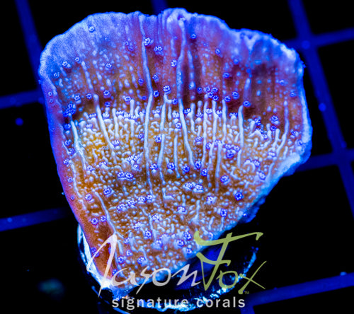 JF BLUE FLOWER MONTI CAP