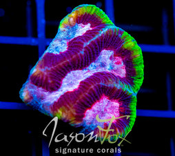 JF GROOVY GONIASTREA