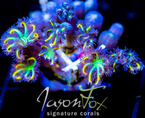 JF YELLOW INFUSED RAINBOW CLOVES