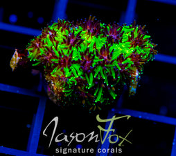 JF INFERNO GALAXIA