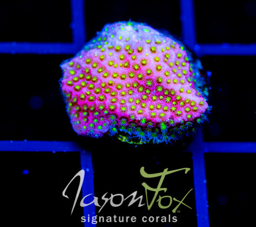 WWC ELECTRIC DAISY STYLO