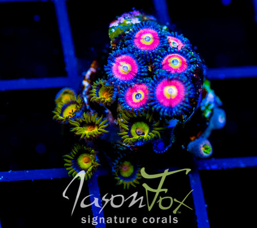 JF SUNFLOWER ZOAS COMBO
