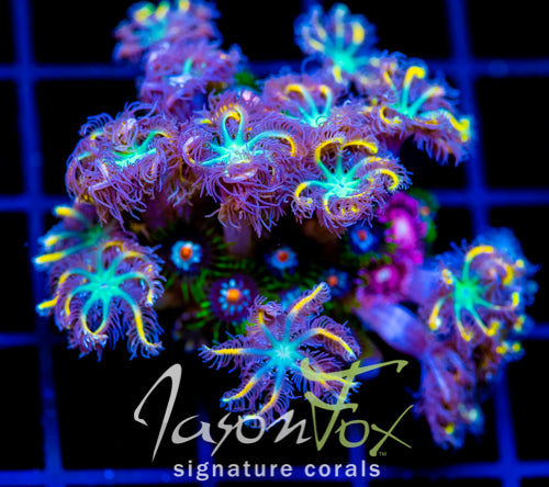 JF YELLOW INFUSED RAINBOW CLOVES COMBO XL FRAG