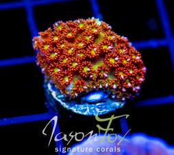 JF KALEIDOSCOPE GONI
