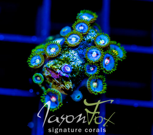 JF SKY BLUES ZOAS