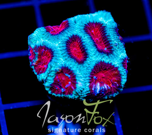 JF FIERY RED FAVIA