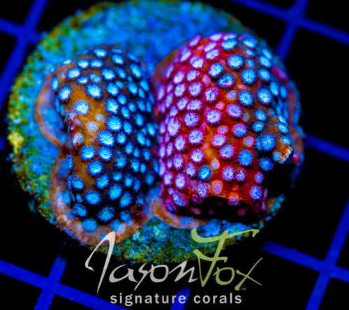 JF FENDER BENDER CYPHASTREA