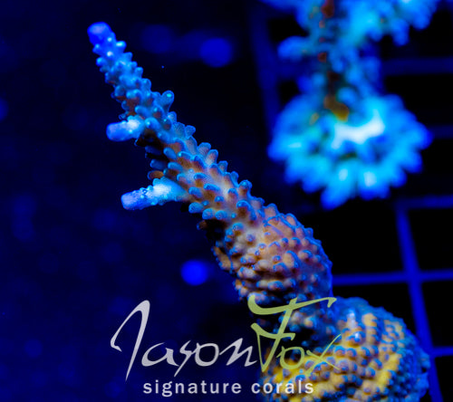 JF COOLERS CHAMPAGNE ACRO XL FRAG