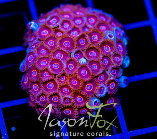JF CRAZY EYES ZOAS XL FRAG