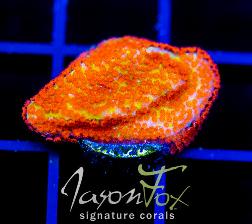 JF REVERSE SUNSET MONTI