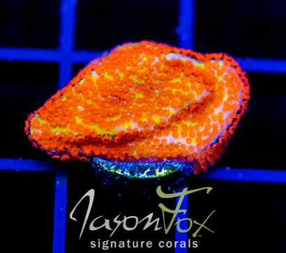 JF REVERSE SUNSET MONTI