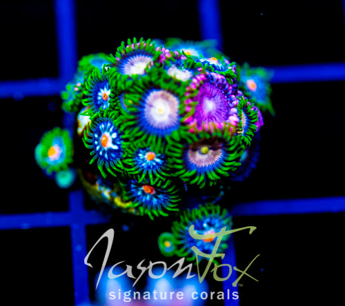 JF LAZER LEMONS ZOAS COMBO