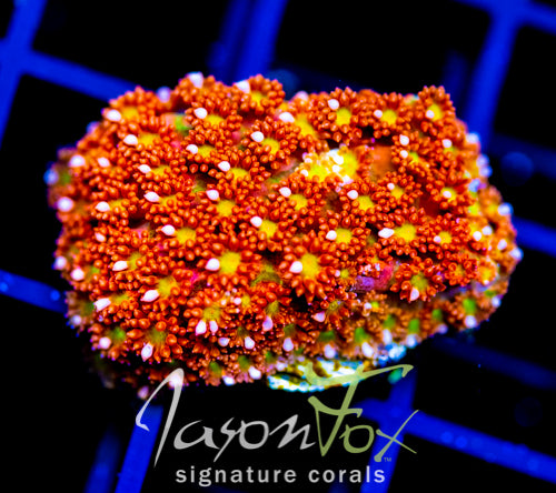 JF KALEIDOSCOPE GONI