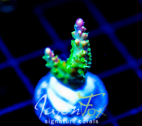 JF HATERAID ACRO
