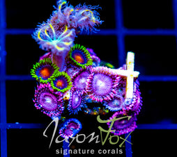 JF ZOA BOUQUET