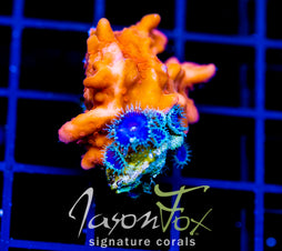 JF BLACK LIGHT SETOSA COMBO