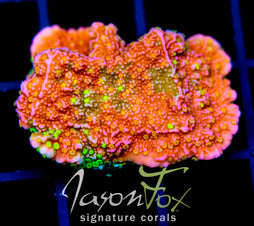 JF GRAFTED SUN MONTI