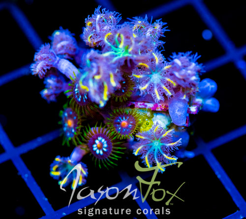 JF YELLOW INFUSED RAINBOW CLOVES COMBO