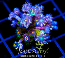 JF YELLOW INFUSED RAINBOW CLOVES COMBO